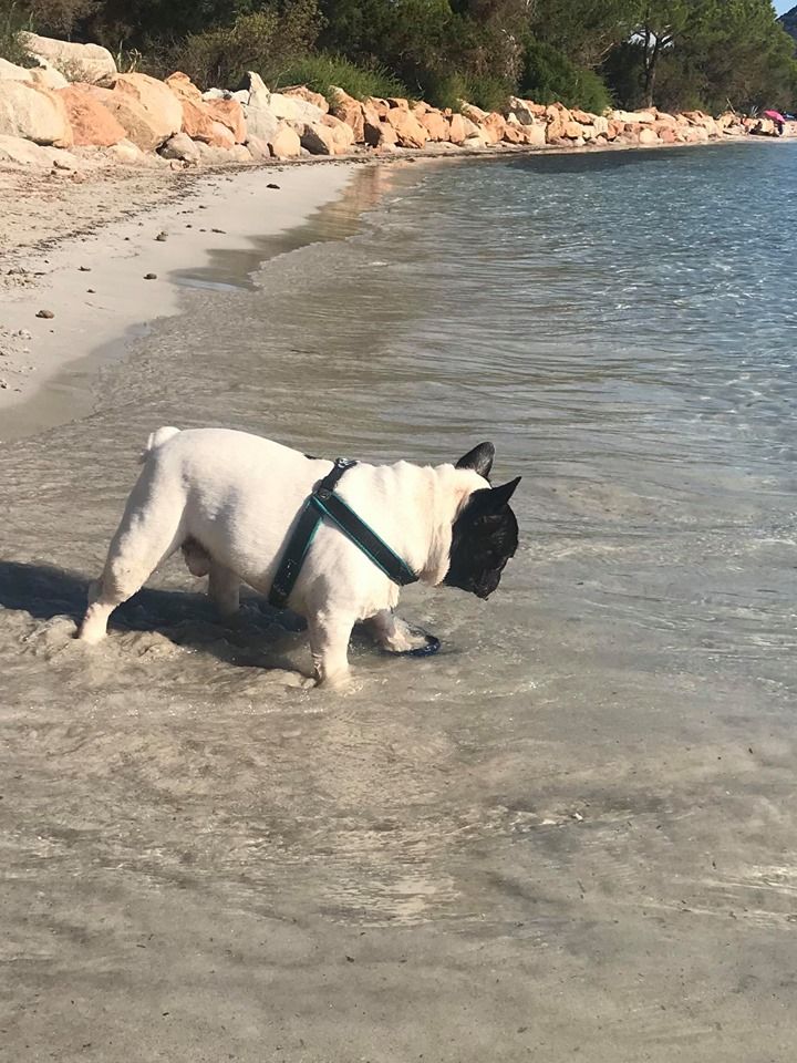 du laouvas - Owen du Laouvas plage Santa Giuila