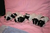  - CHIOTS CAILLE 
