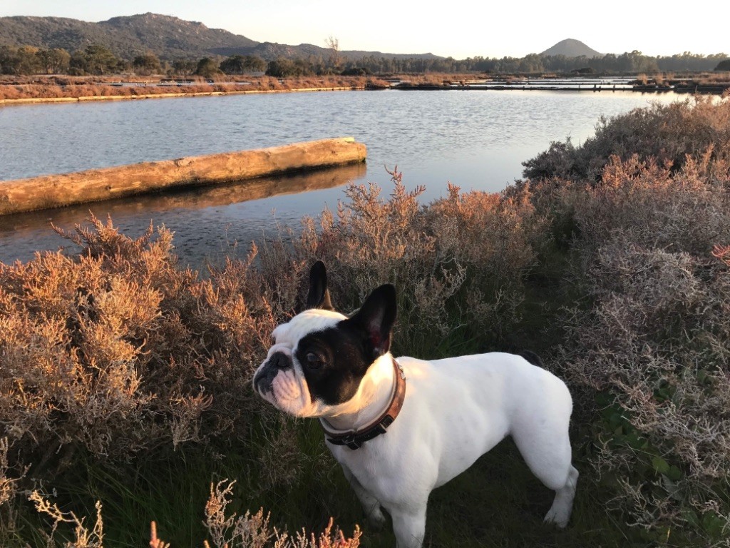 du laouvas - La belle Molly de Porto-Vecchio 