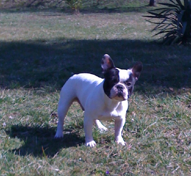 Chango du laouvas