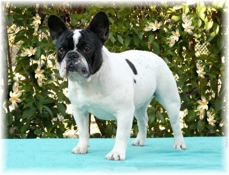 Betty-boop du laouvas