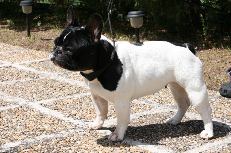Dame charlotte du laouvas