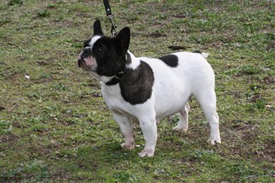 Anna-belle du laouvas