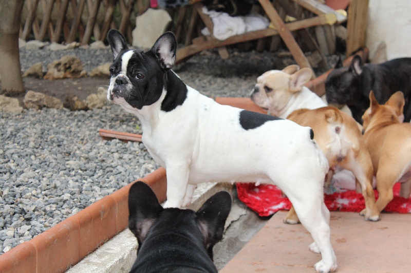 Henjoleuse du laouvas