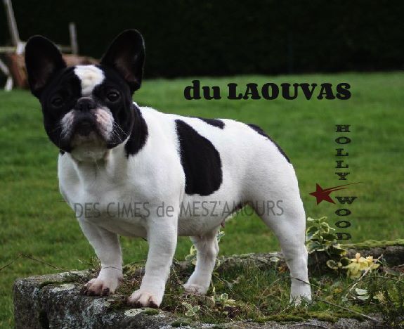 Holly-wood du laouvas