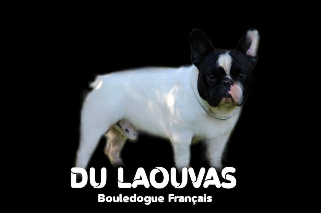 CH. Guga du laouvas