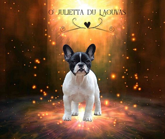 du laouvas - O'Julietta du Laouvas