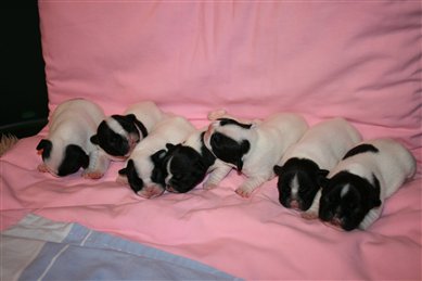 du laouvas - CHIOTS CAILLE