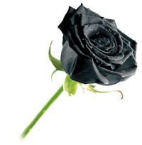 du laouvas - 24/10/2012.Un seul être vous manque ,et tout est dépeuplé