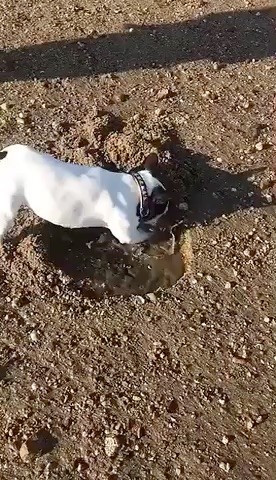 du laouvas - Molly la chasse au trésor !!