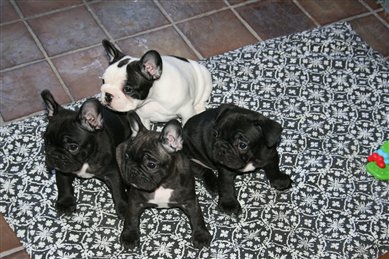 du laouvas - CHIOTS DISPOS