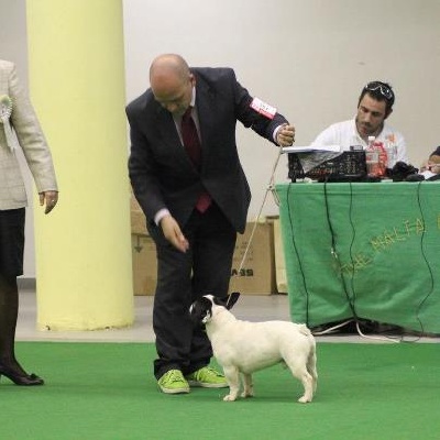 du laouvas - Superbes résultats au CACIB de Marseille!!et Malte......