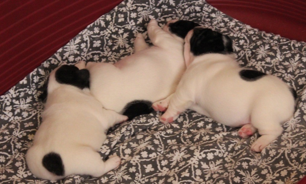 du laouvas - Chiots Disponibles