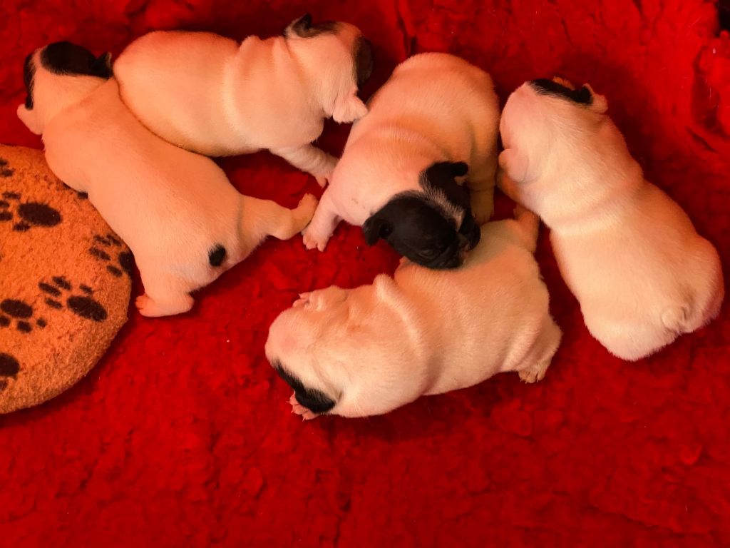 du laouvas - Pas de virus mais des chiots magnifiques et en superbe santé