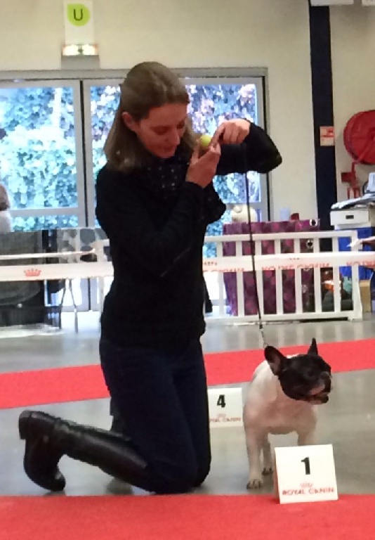 du laouvas - PARIS DOG SHOW 10/01/2016 CACIB